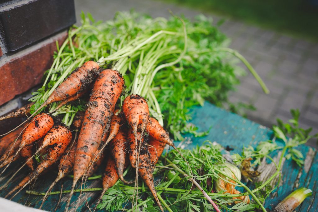 Mehrere frisch geerntete Karotten mit Erde und grünen Blättern liegen auf einer blauen Oberfläche